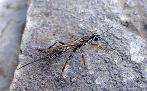Ichneumon Wasp Xorides sp