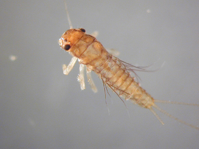 Paraleptophlebia sp