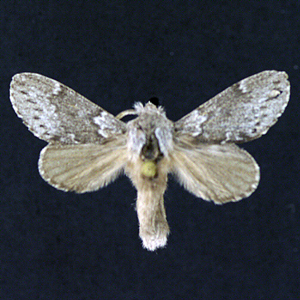 Lasiocampidae